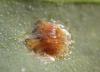 Cassida nebulosa